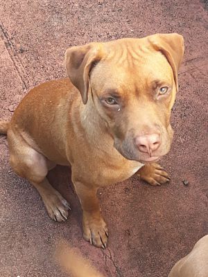 Enlarge Lion, a Adopted mixed breed in Miami, FL image 1/4