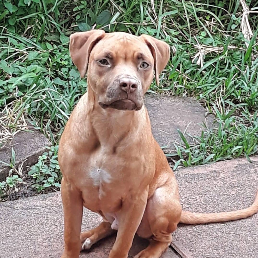 Enlarge Lion, a Adopted mixed breed in Miami, FL image 2/4