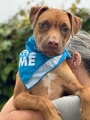 Enlarge Lion, a Adopted mixed breed in Miami, FL image 3/4