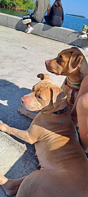 Enlarge Lion, a Adopted mixed breed in Miami, FL image 4/4