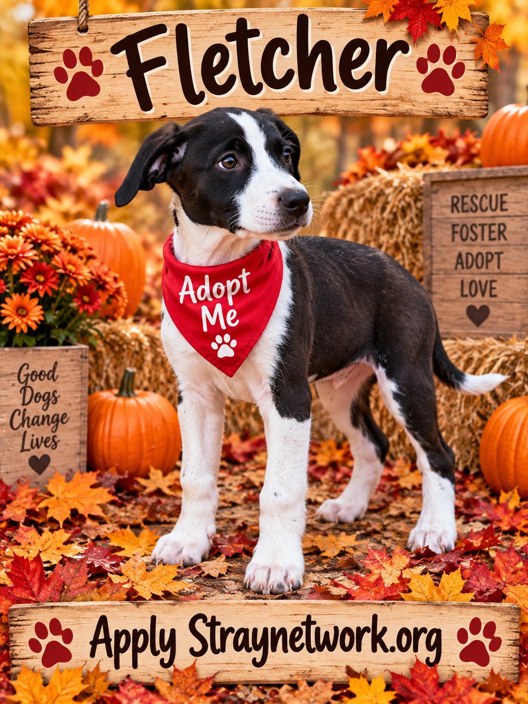 Enlarge Fletcher, a Adoptable mixed breed in Hatfield, PA image 5/5