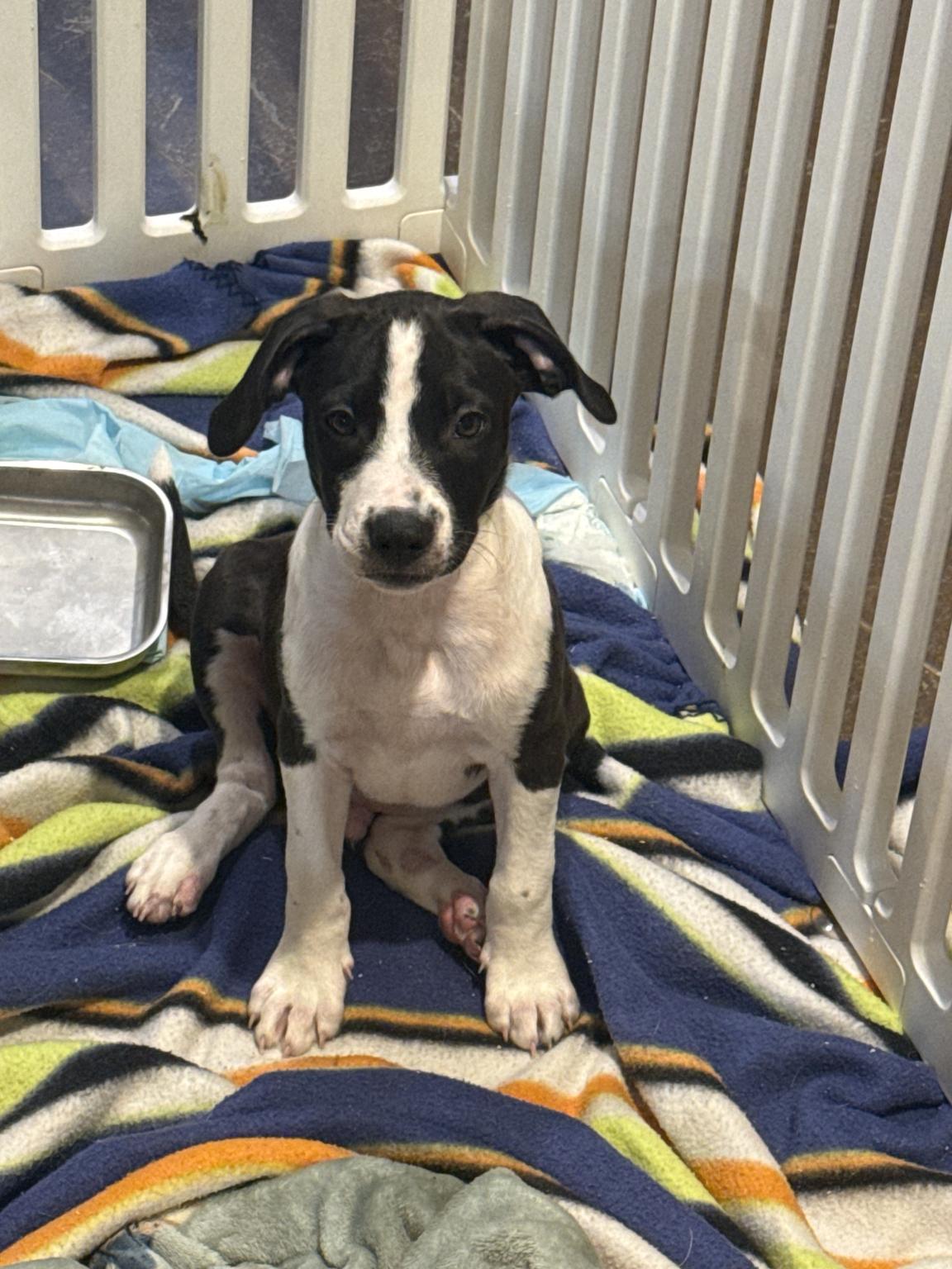 Enlarge Fletcher, a Adoptable mixed breed in Hatfield, PA image 4/5