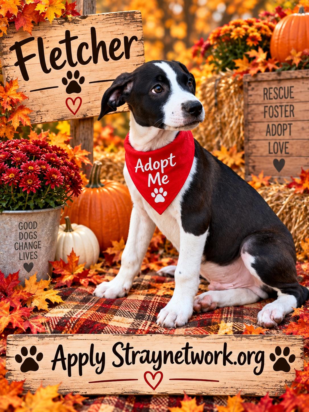Enlarge Fletcher, a Adoptable mixed breed in Hatfield, PA image 2/5