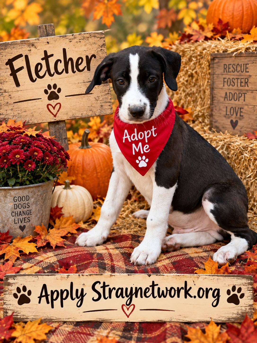 Enlarge Fletcher, a Adoptable mixed breed in Hatfield, PA image 1/5