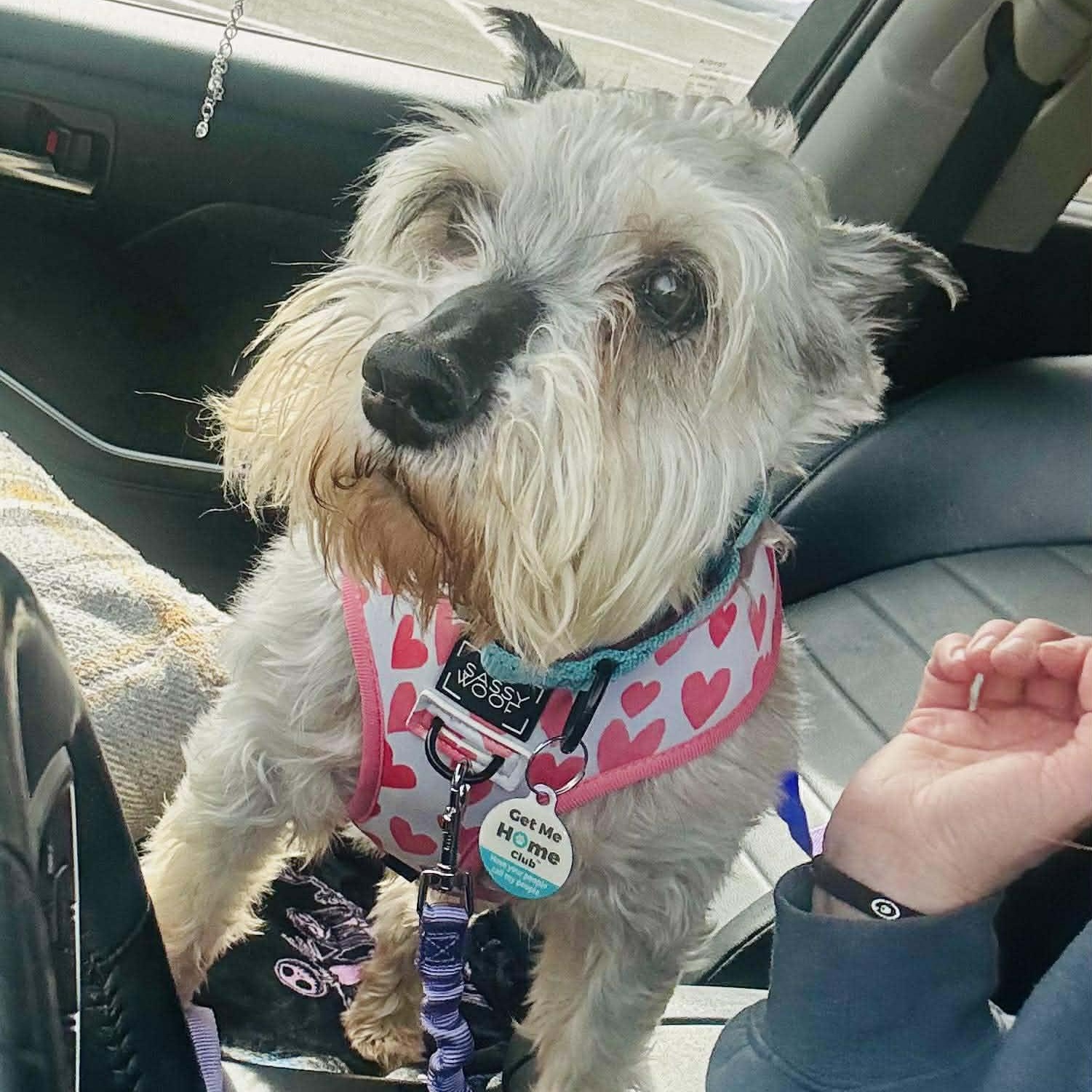 Bobo: Sponsor me!, a ADOPTABLE Miniature Schnauzer in Homer Glen, IL image 2/6