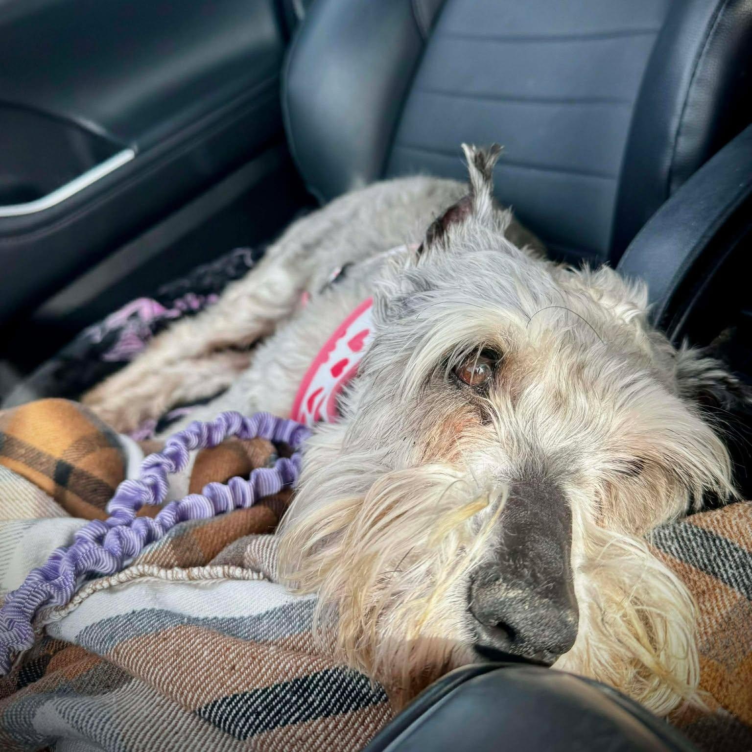 Bobo: Sponsor me!, a ADOPTABLE Miniature Schnauzer in Homer Glen, IL image 4/6