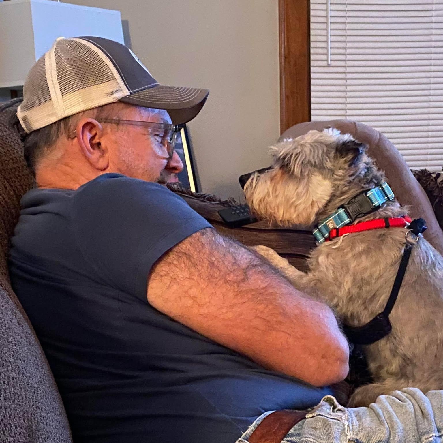 Bobo: Sponsor me!, a ADOPTABLE Miniature Schnauzer in Homer Glen, IL image 6/6