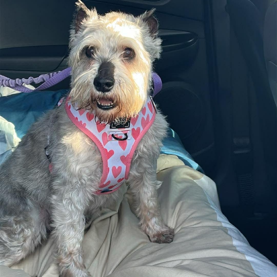 Bobo: Sponsor me!, a ADOPTABLE Miniature Schnauzer in Homer Glen, IL image 3/6