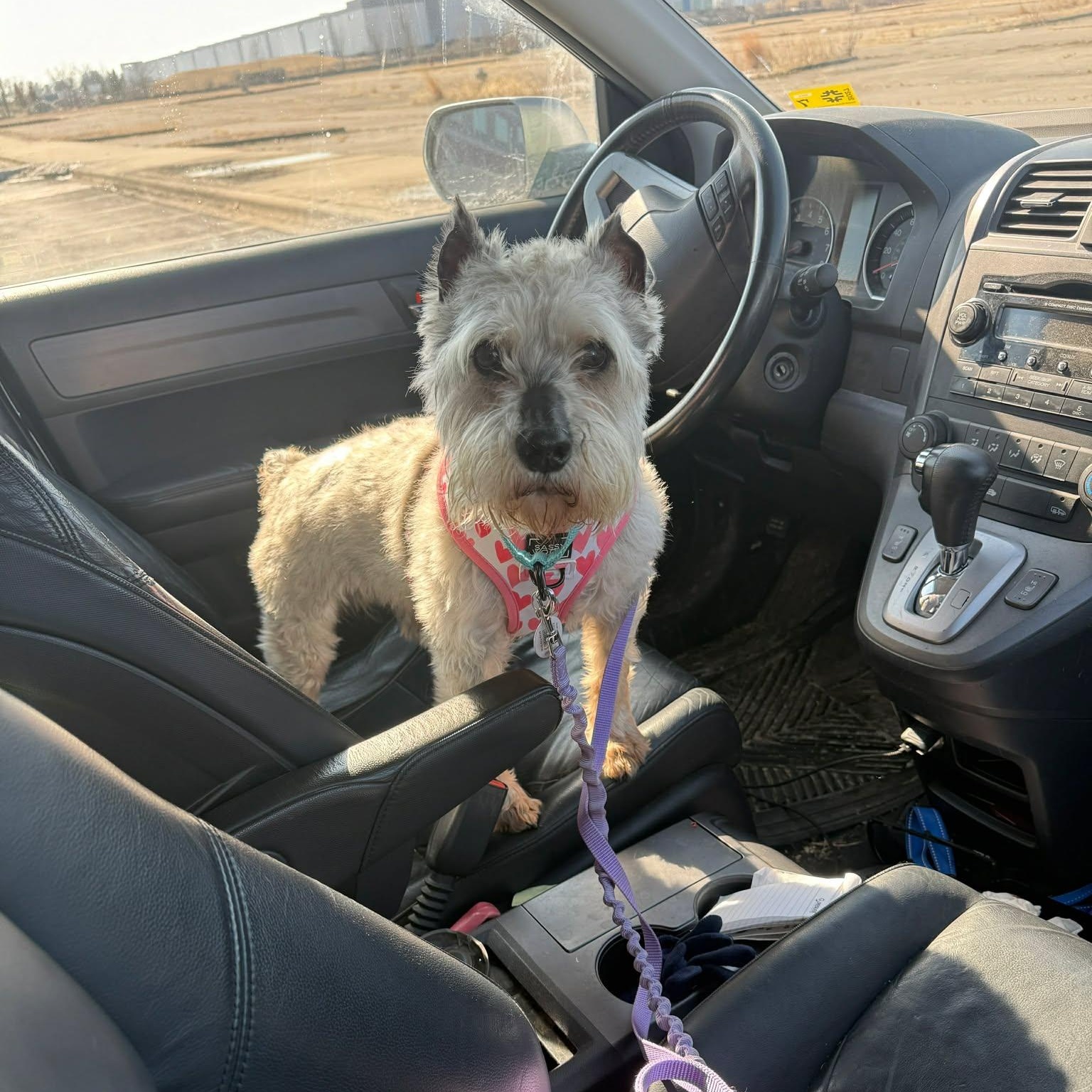 Bobo: Sponsor me!, a ADOPTABLE Miniature Schnauzer in Homer Glen, IL image 5/6