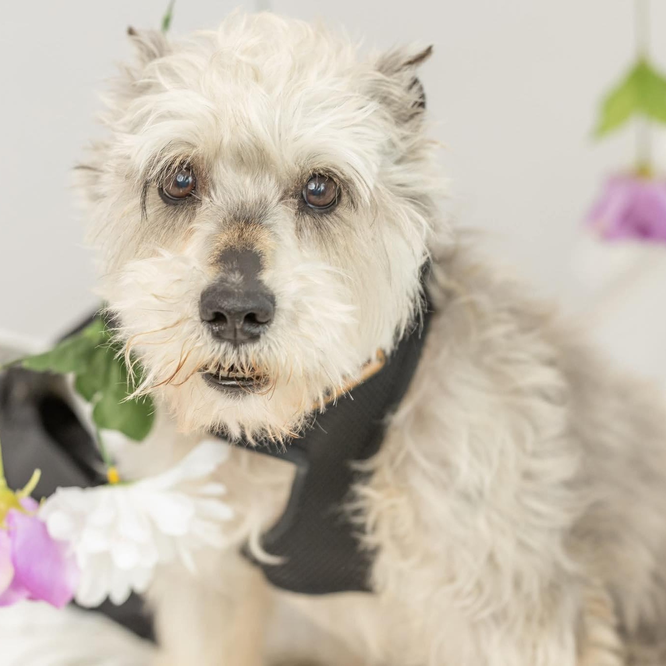 Bobo: Sponsor me!, a ADOPTABLE Miniature Schnauzer in Homer Glen, IL image 1/6