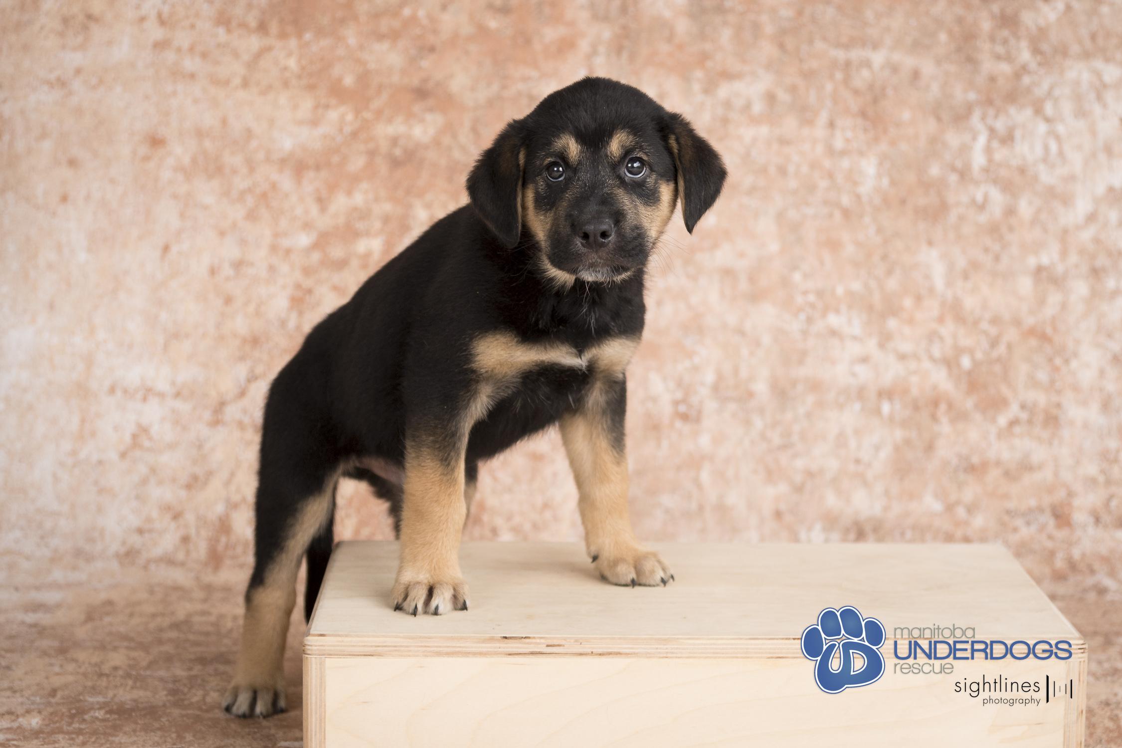 Rune, an adoptable Labrador Retriever, Shepherd in Winnipeg, MB, R2M 2K2 | Photo Image 3