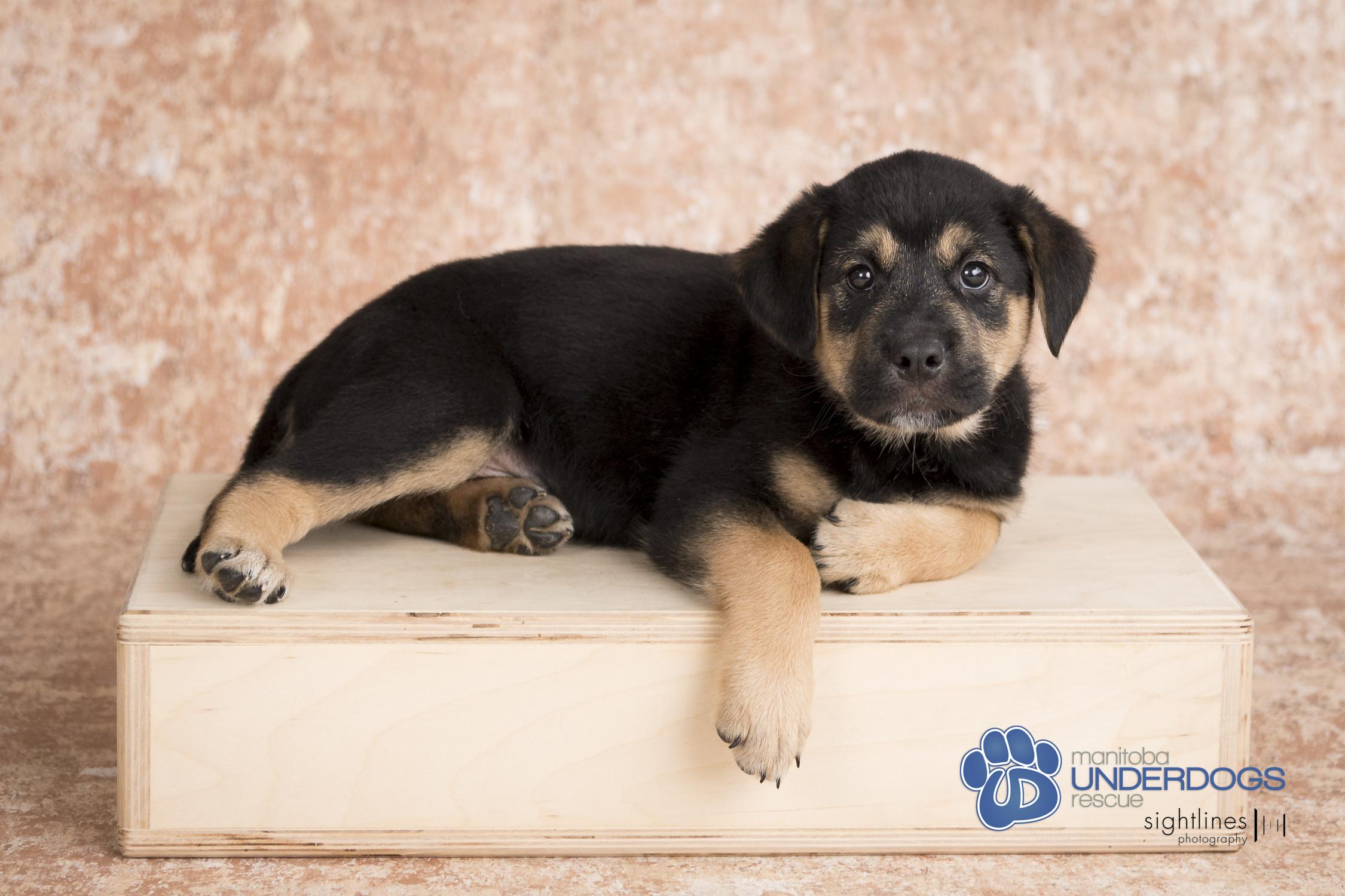 Rune, an adoptable Labrador Retriever, Shepherd in Winnipeg, MB, R2M 2K2 | Photo Image 4