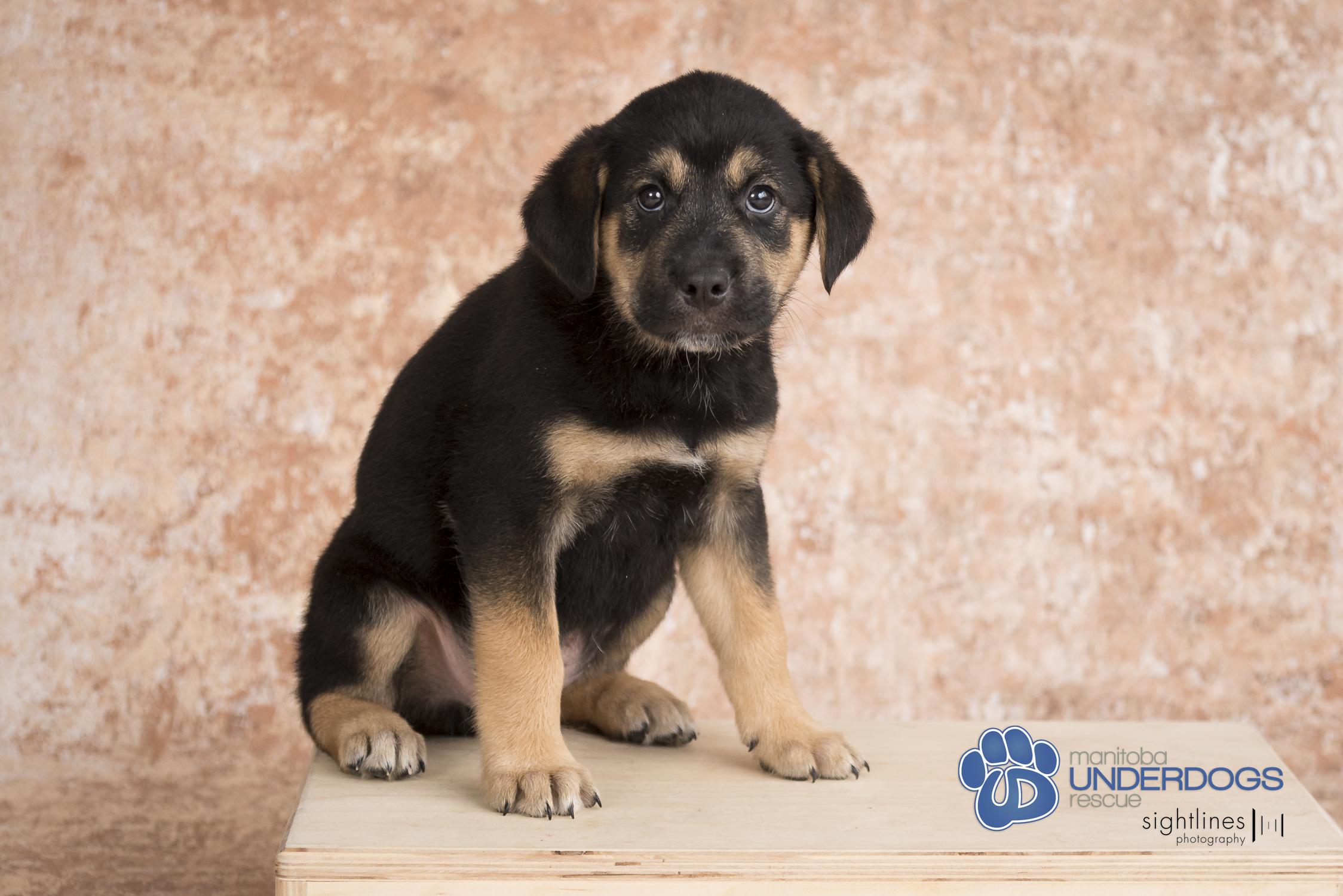 Rune, an adoptable Labrador Retriever, Shepherd in Winnipeg, MB, R2M 2K2 | Photo Image 1