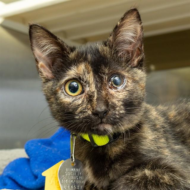 SADIE, Adoptable, Kitten Female Domestic Short Hair.
