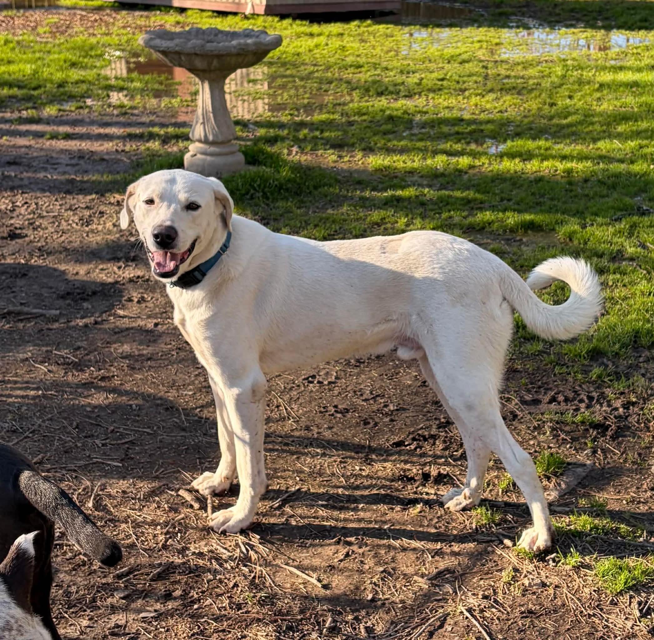 Hunter #44, an adopted mixed breed in Killingworth, CT image 2/5