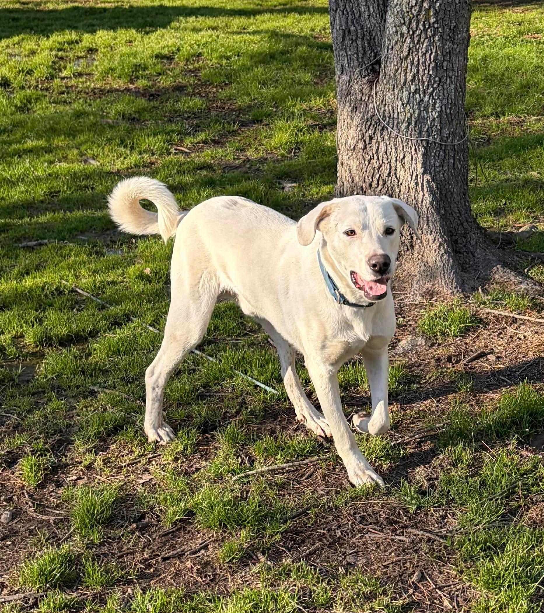 Hunter #44, an adopted mixed breed in Killingworth, CT image 4/5