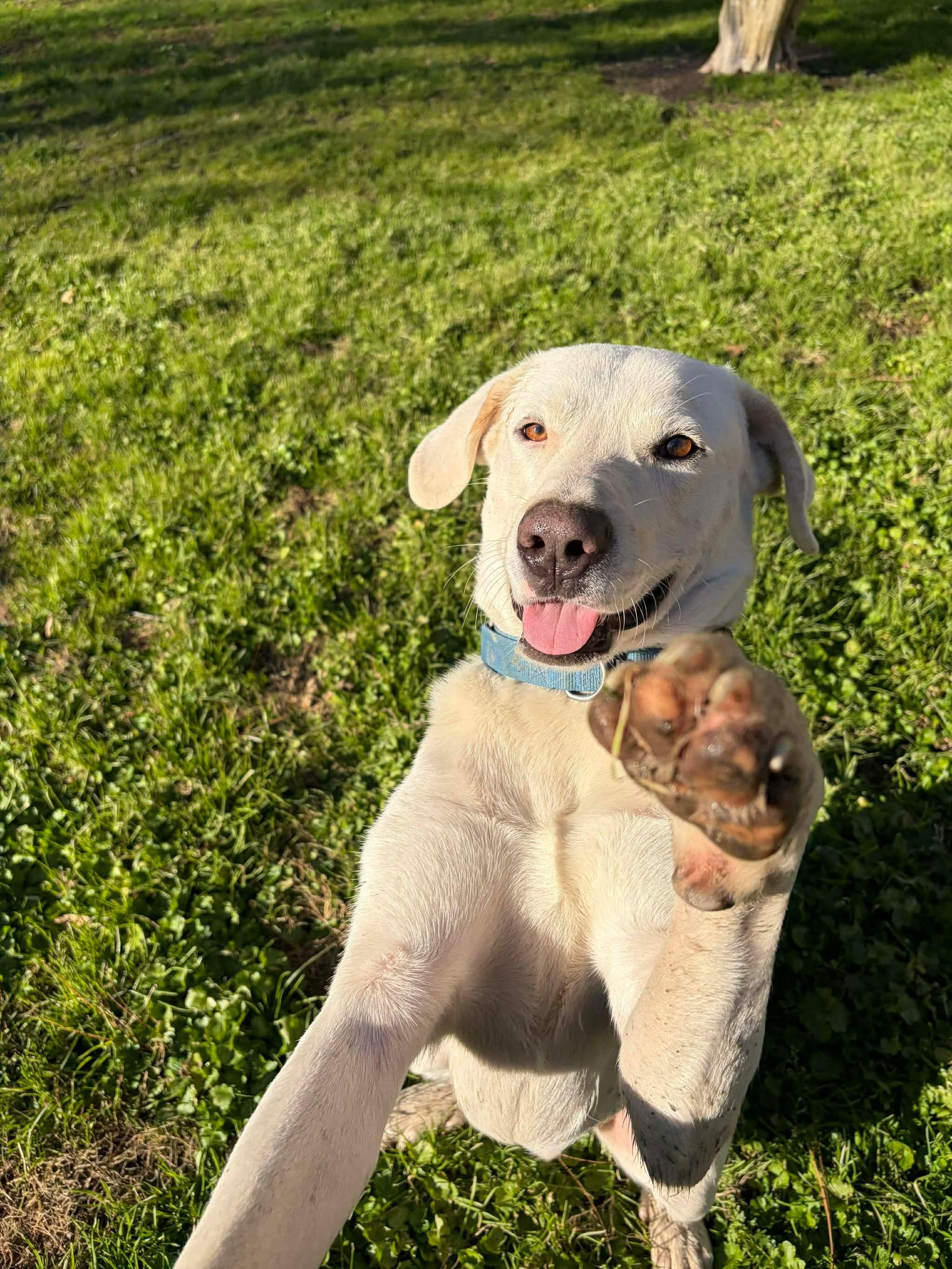 Hunter #44, an adopted mixed breed in Killingworth, CT image 3/5