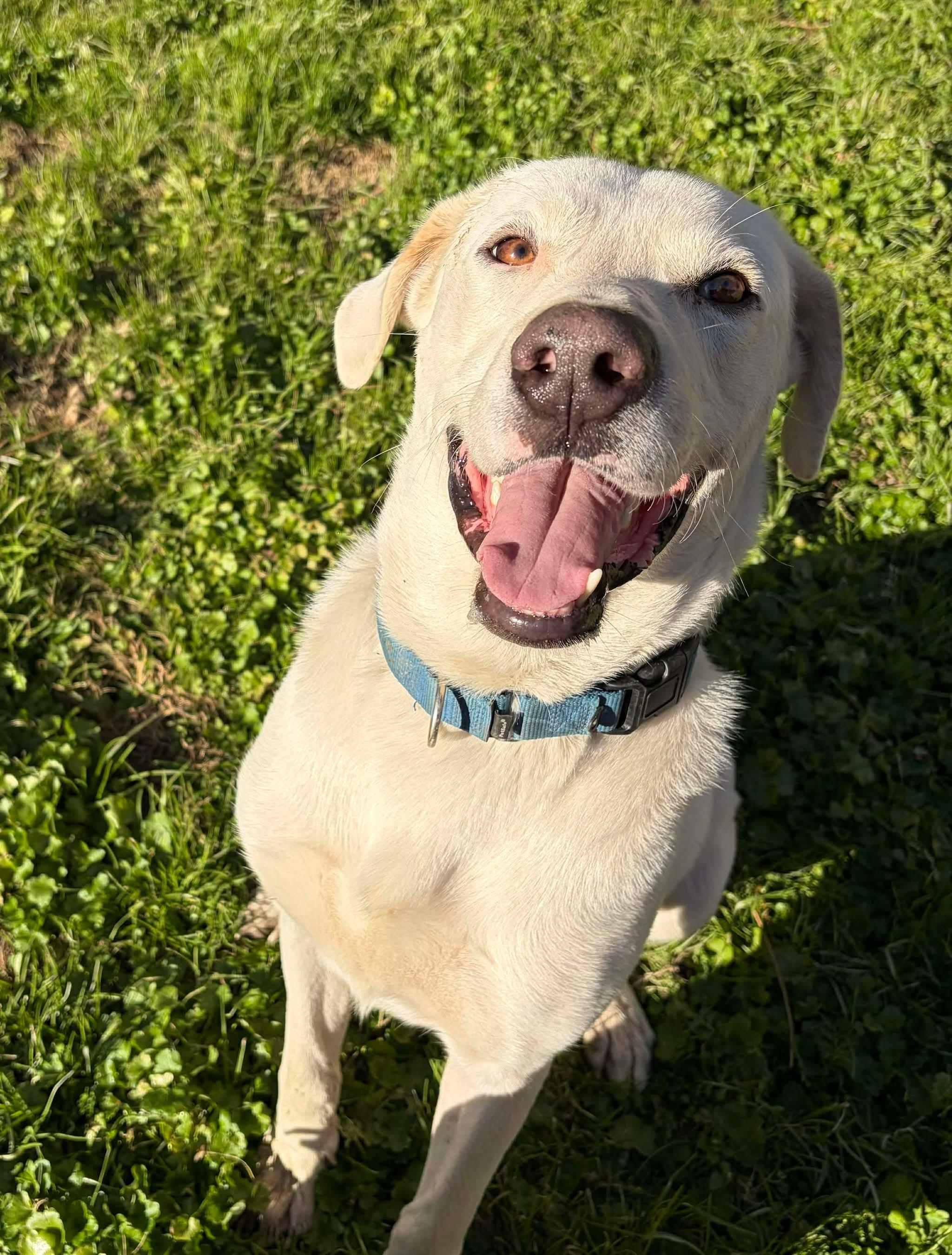 Hunter #44, adopted, Young Male Yellow Labrador Retriever.