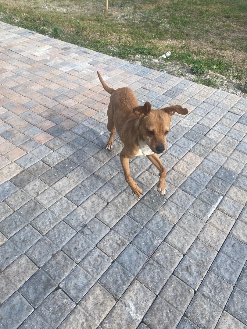 Dale , Adopted, Young Male Dachshund & Beagle.