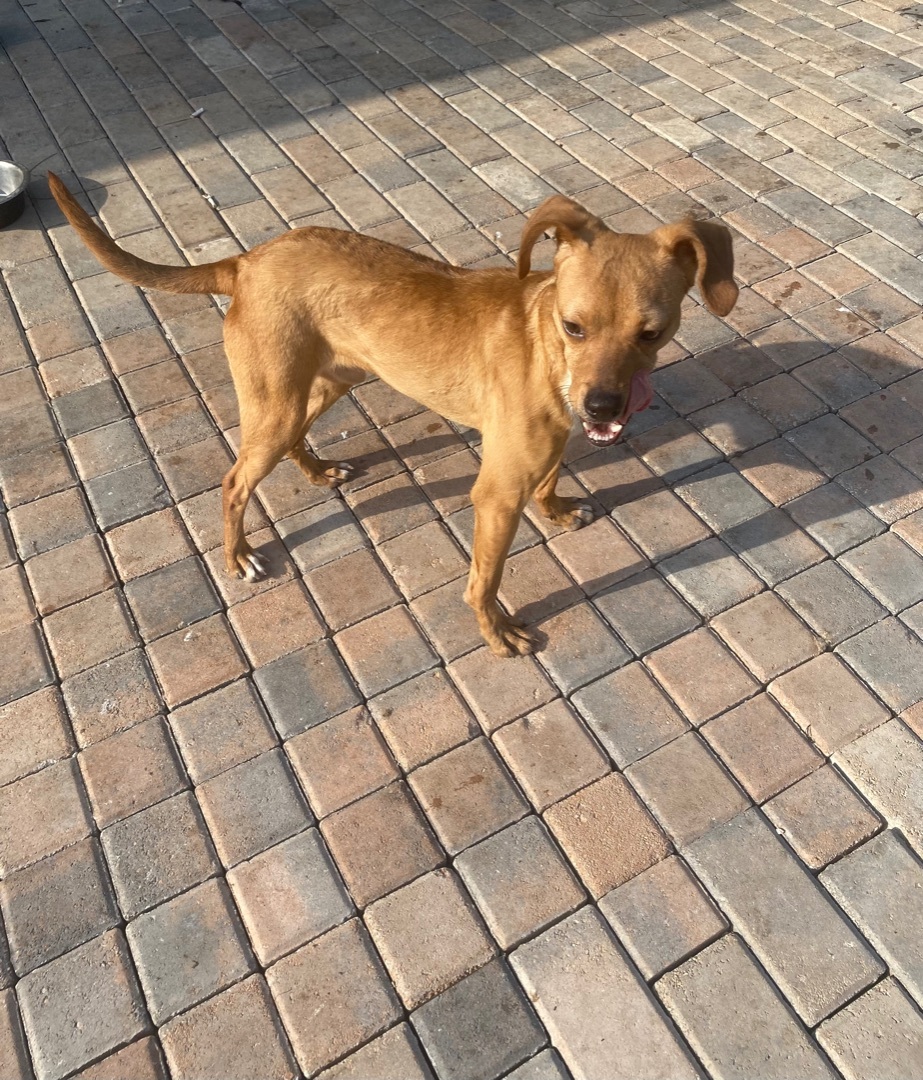 Enlarge Dale , a Adopted mixed breed in Boca Raton, FL image 2/8