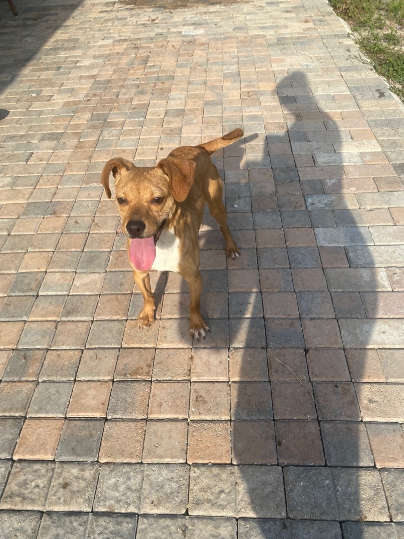Enlarge Dale , a Adopted mixed breed in Boca Raton, FL image 3/8