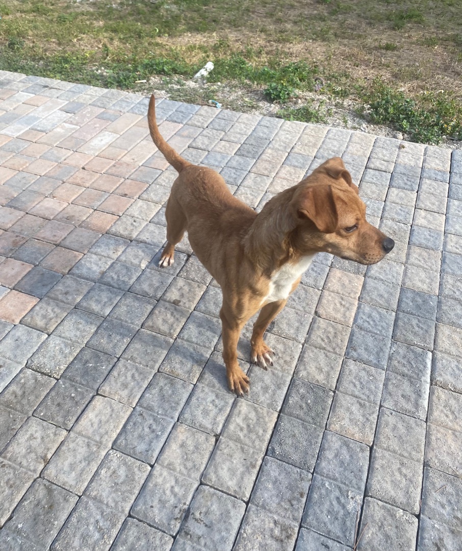 Enlarge Dale , a Adopted mixed breed in Boca Raton, FL image 4/8