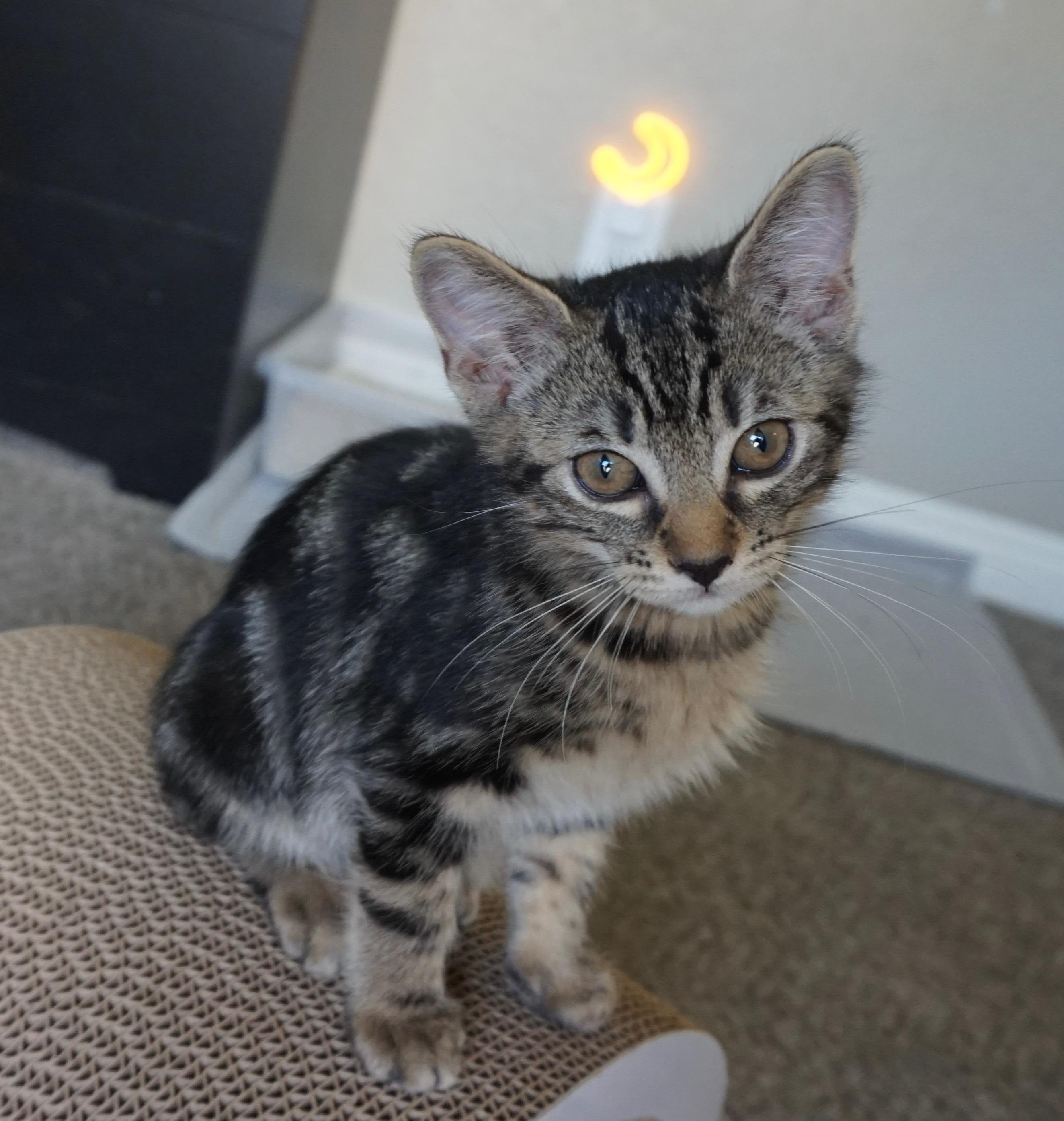Mack, an adopted Tabby in Fresno, CA image 2/4