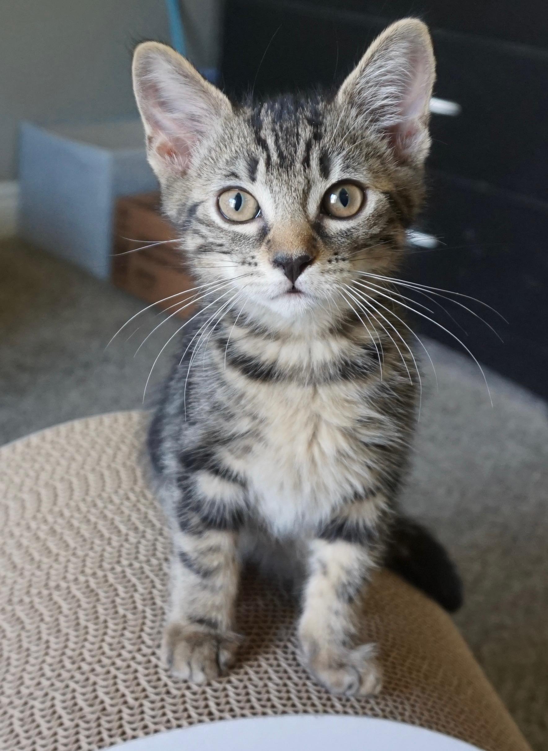 Mack, adopted, Kitten Male Tabby.