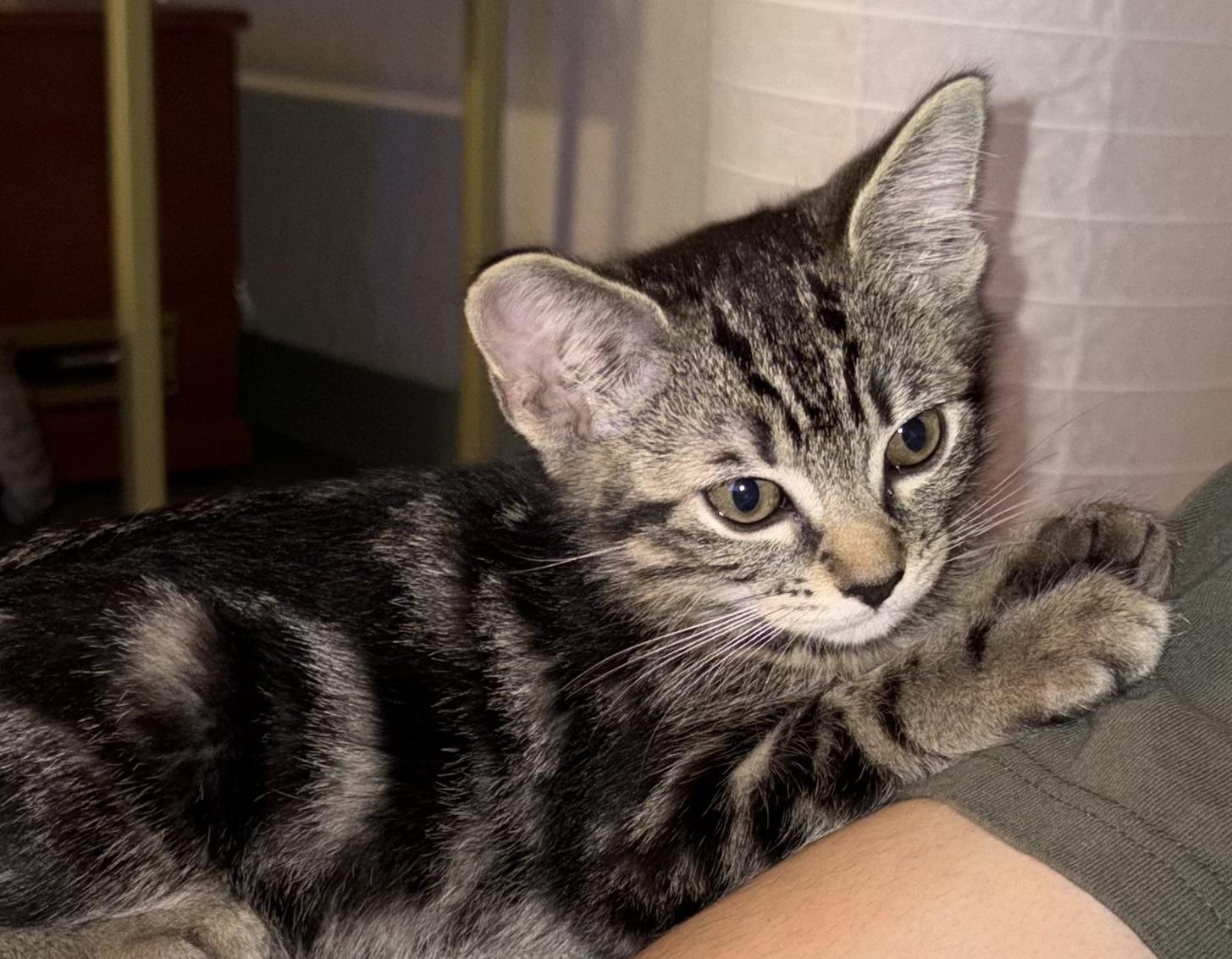 Mack, an adopted Tabby in Fresno, CA image 3/4