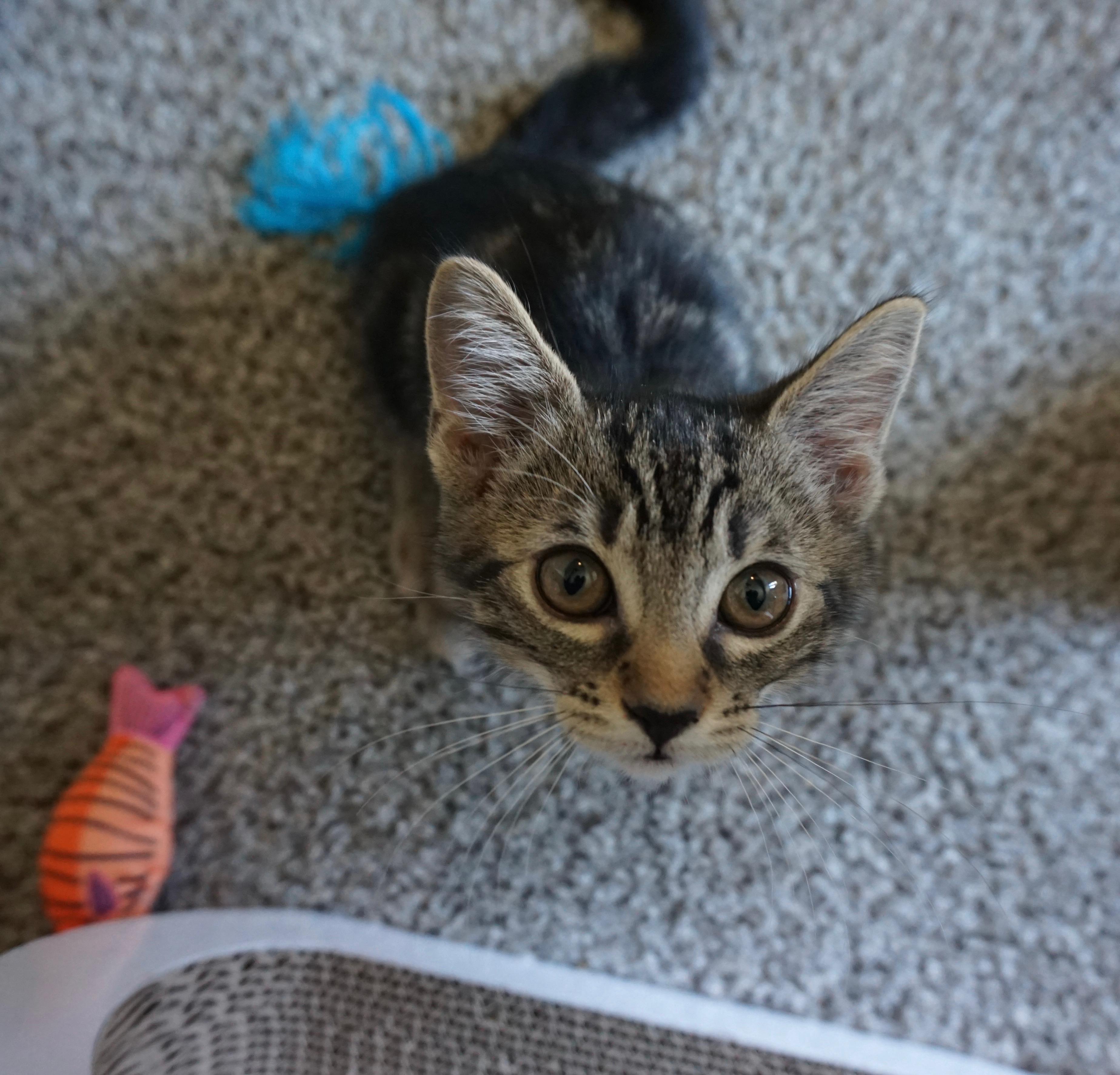 Mack, an adopted Tabby in Fresno, CA image 4/4
