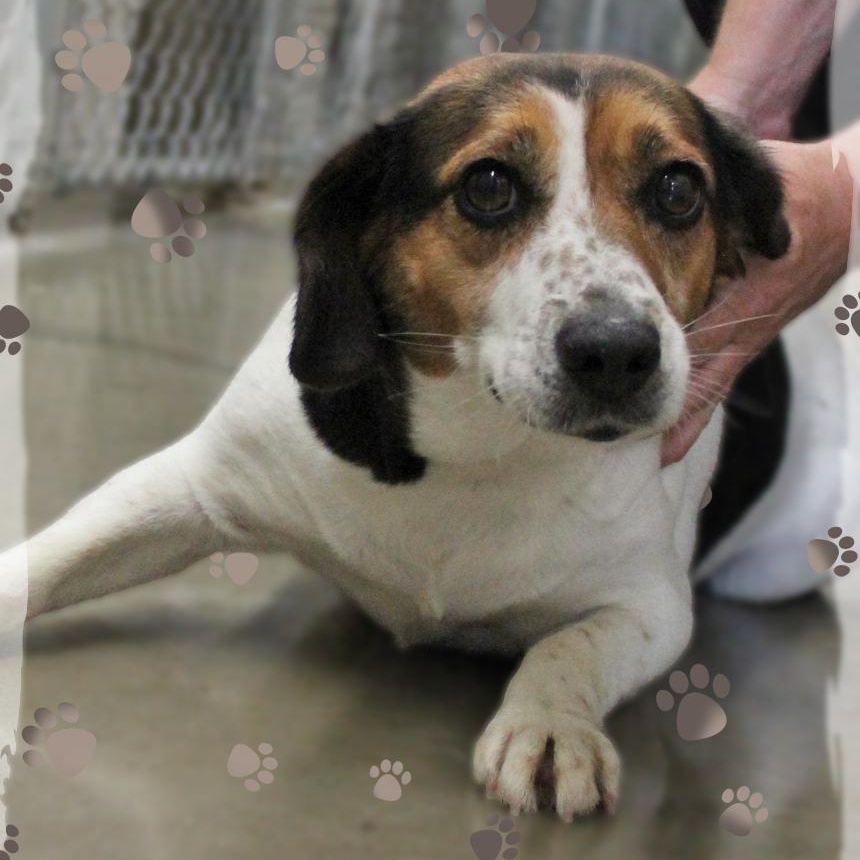 Maddie, adopted, Adult Female Beagle & Mixed Breed.