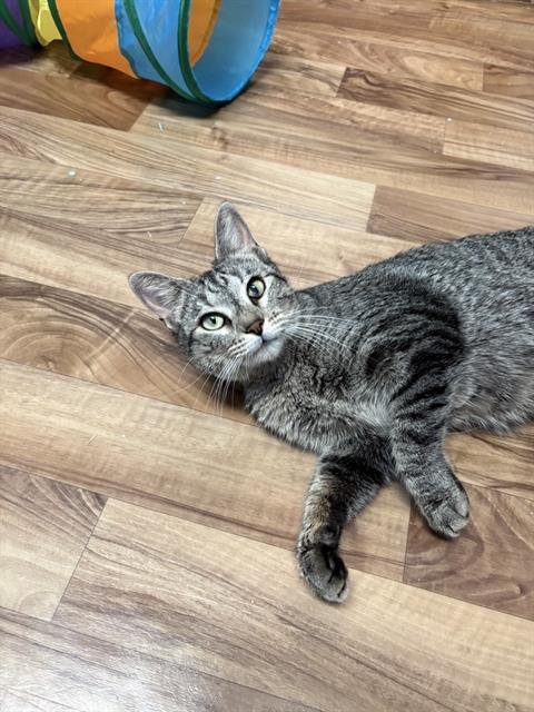 Enlarge DOLORES, a Adoptable Domestic Short Hair in Sugar Land, TX image 1/1