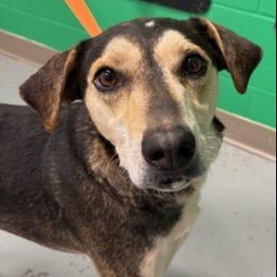 Josie, Adoptable, Adult Female Hound & Mixed Breed.