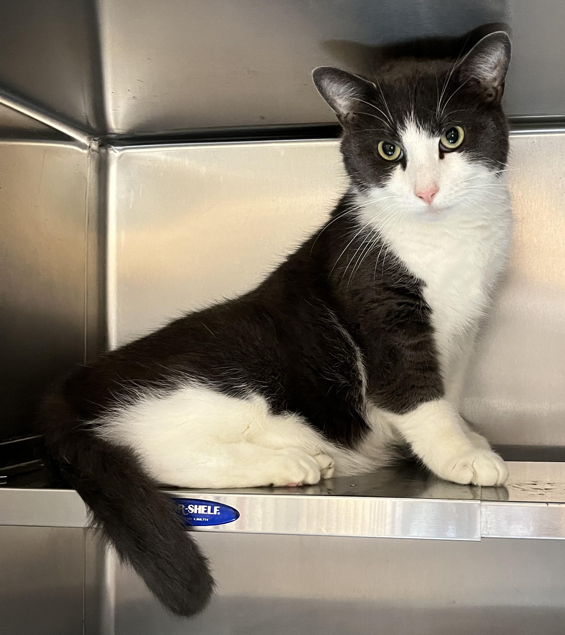 Enlarge WINSTON (CR/SC), an adopted Domestic Short Hair in Sainte-Angele-de-Monnoir, QC image 4/6