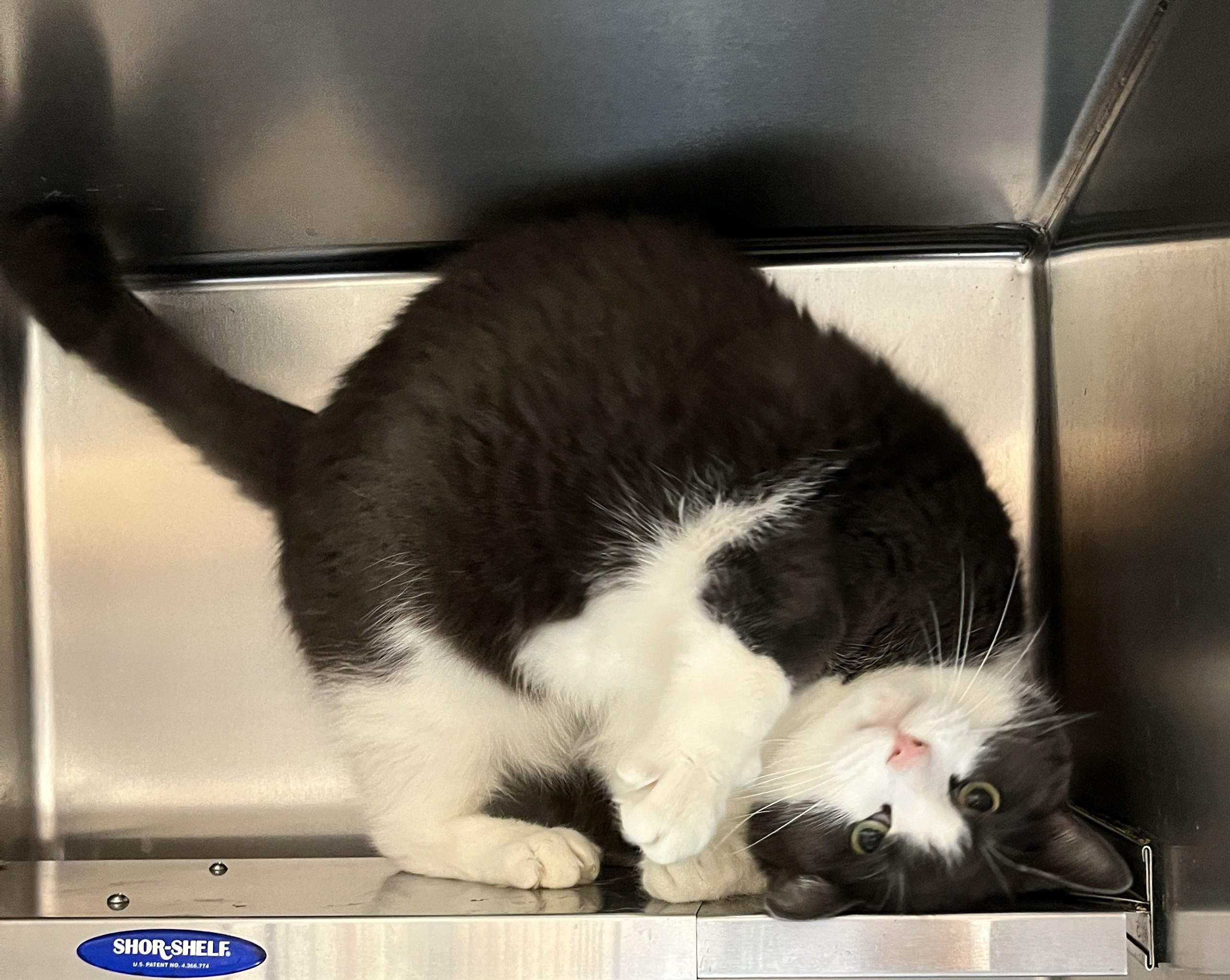 Enlarge WINSTON (CR/SC), an adopted Domestic Short Hair in Sainte-Angele-de-Monnoir, QC image 3/6