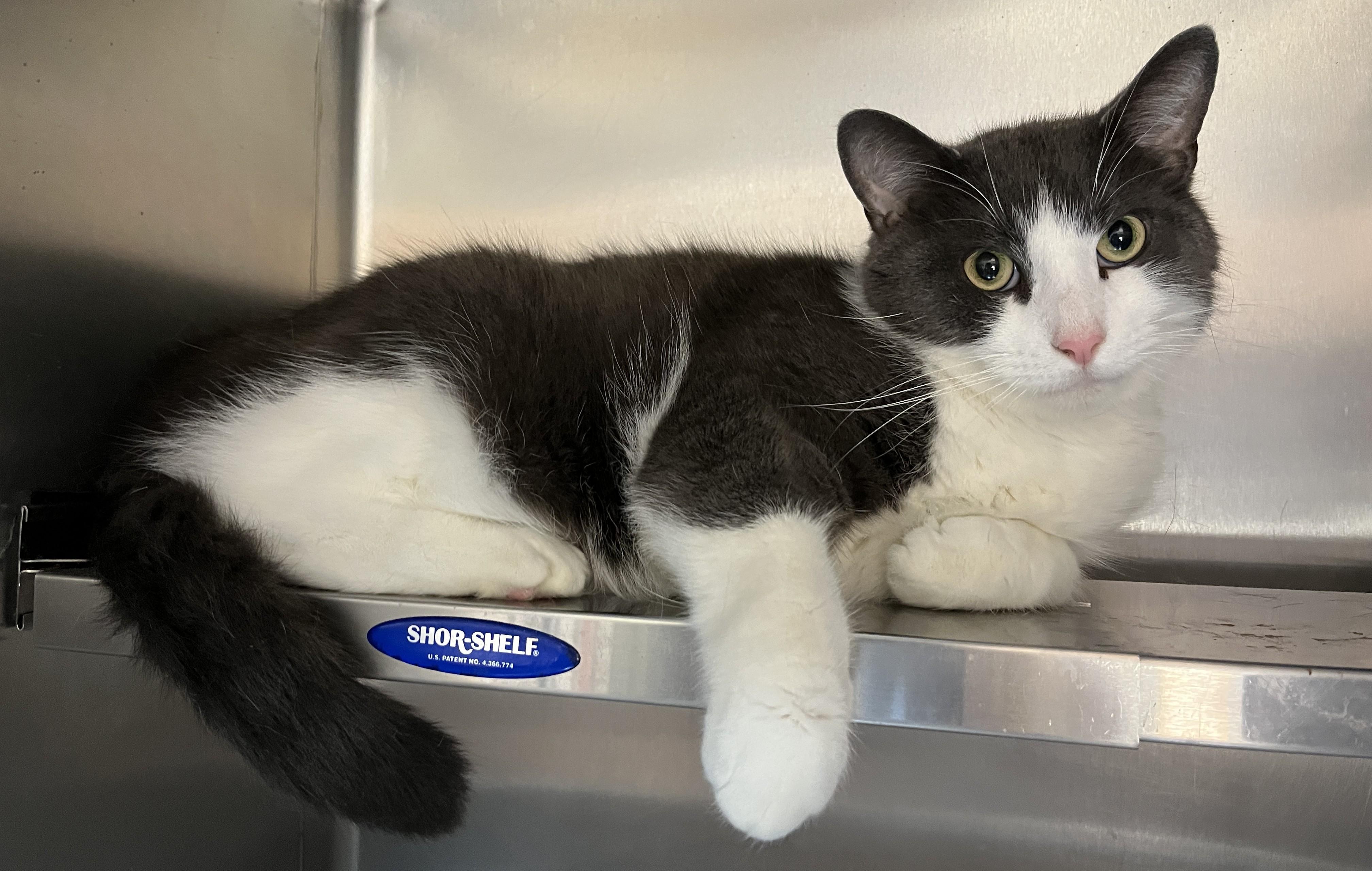 Enlarge WINSTON (CR/SC), an adopted Domestic Short Hair in Sainte-Angele-de-Monnoir, QC image 2/6
