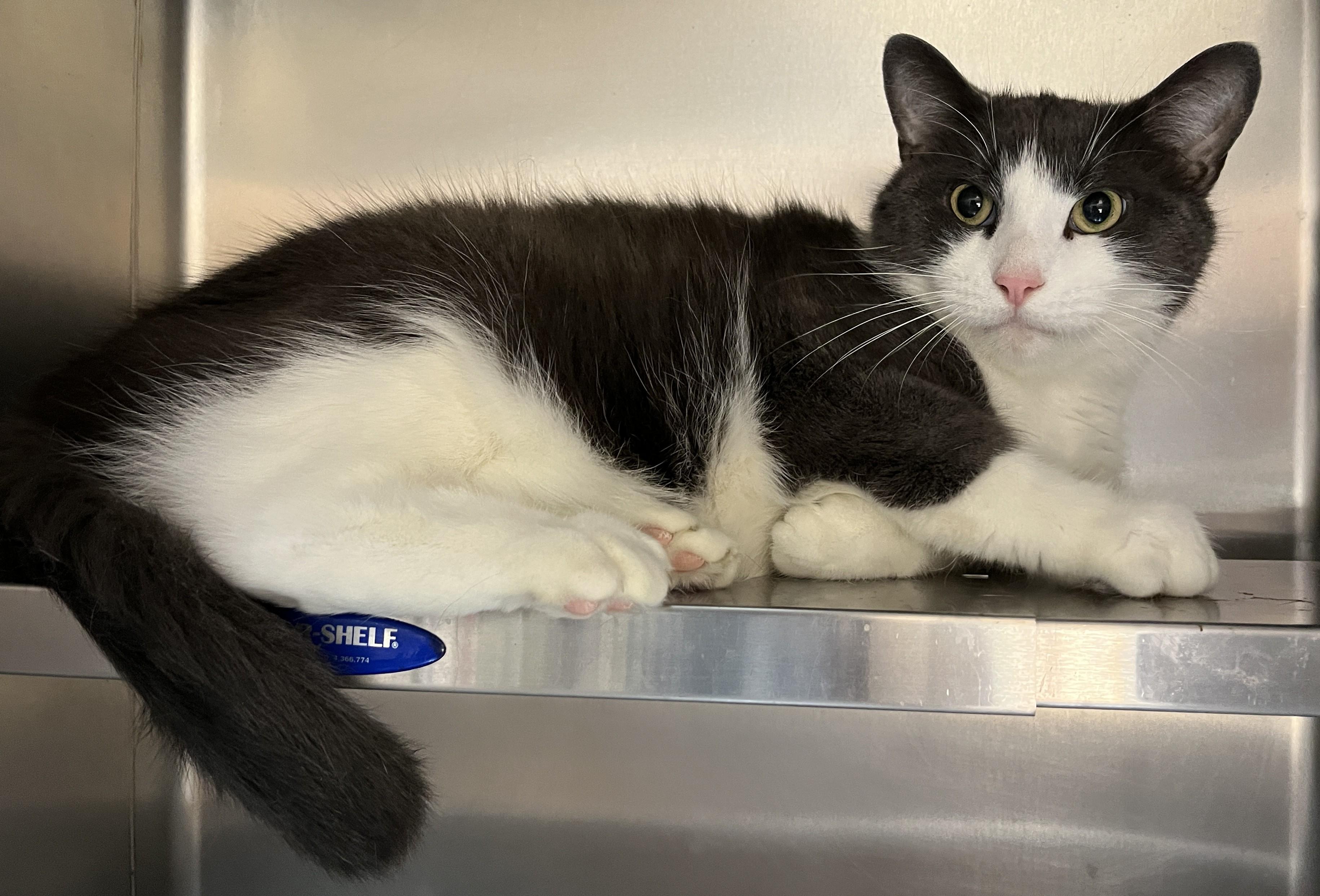 Enlarge WINSTON (CR/SC), an adopted Domestic Short Hair in Sainte-Angele-de-Monnoir, QC image 5/6