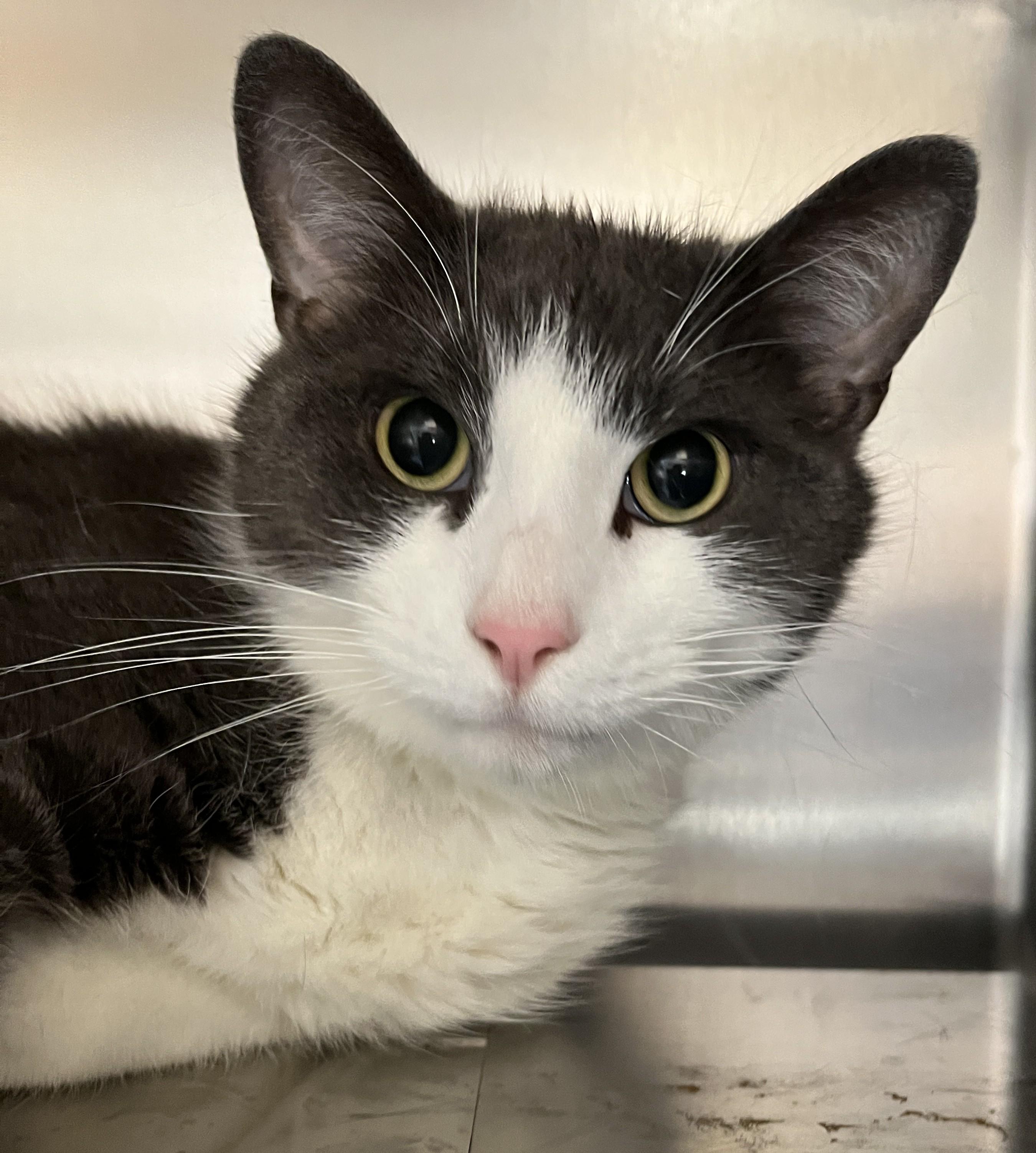 Enlarge WINSTON (CR/SC), an adopted Domestic Short Hair in Sainte-Angele-de-Monnoir, QC image 1/6