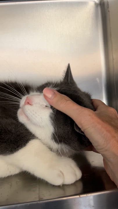 Enlarge WINSTON (CR/SC), an adopted Domestic Short Hair in Sainte-Angele-de-Monnoir, QC video 6/6