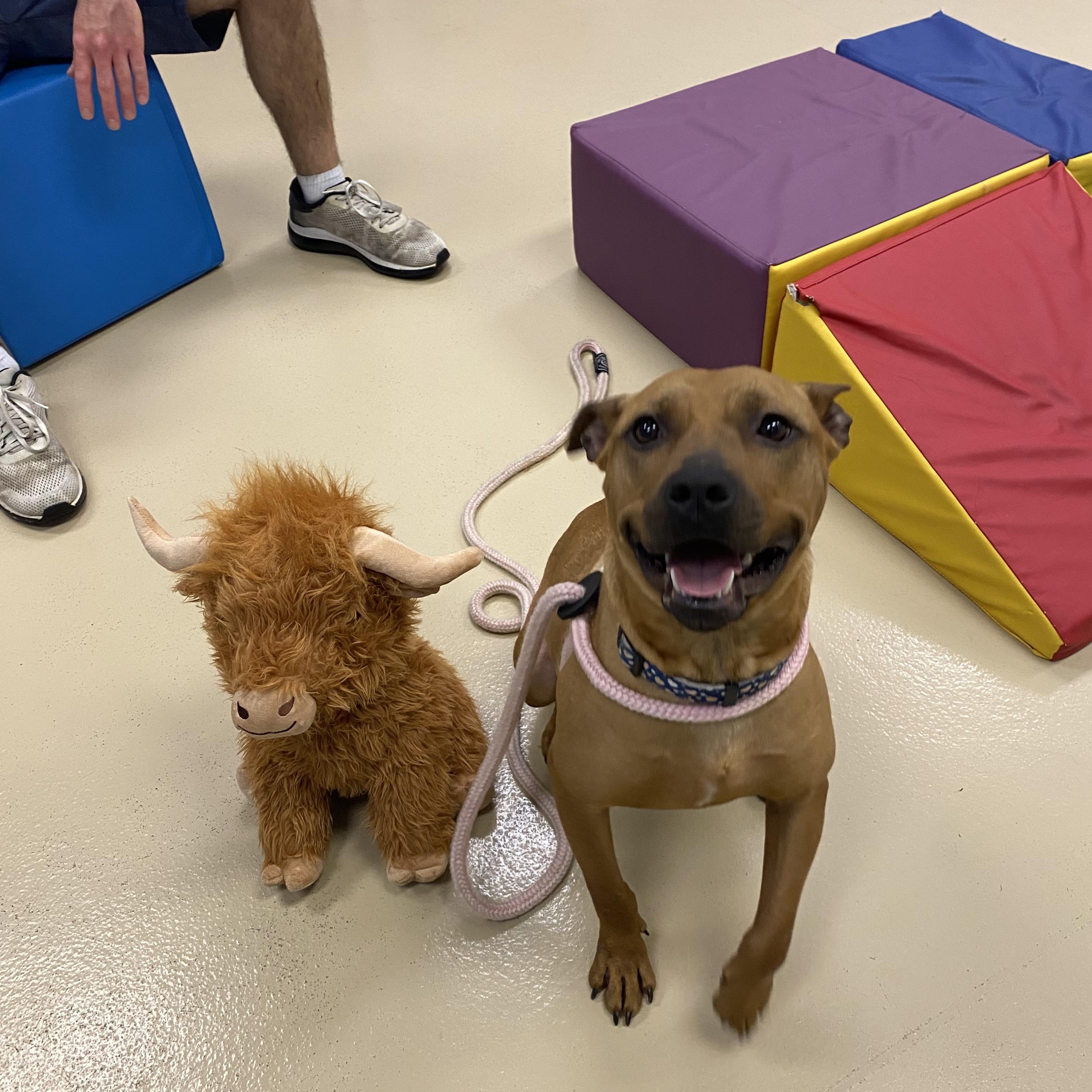 Marilyn, a Adoptable mixed breed in Oceanport, NJ image 3/6