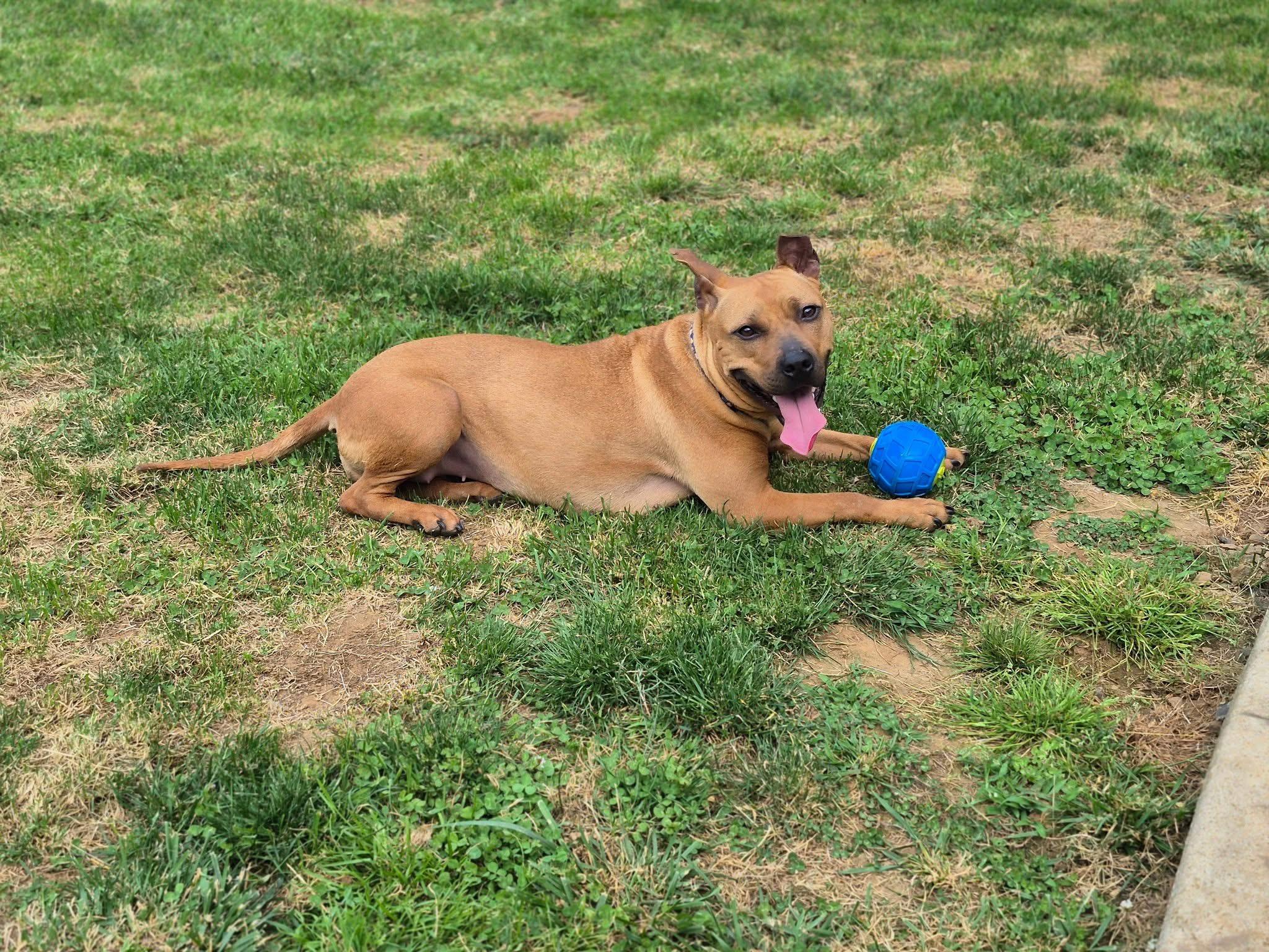Marilyn, a Adoptable mixed breed in Oceanport, NJ image 4/6