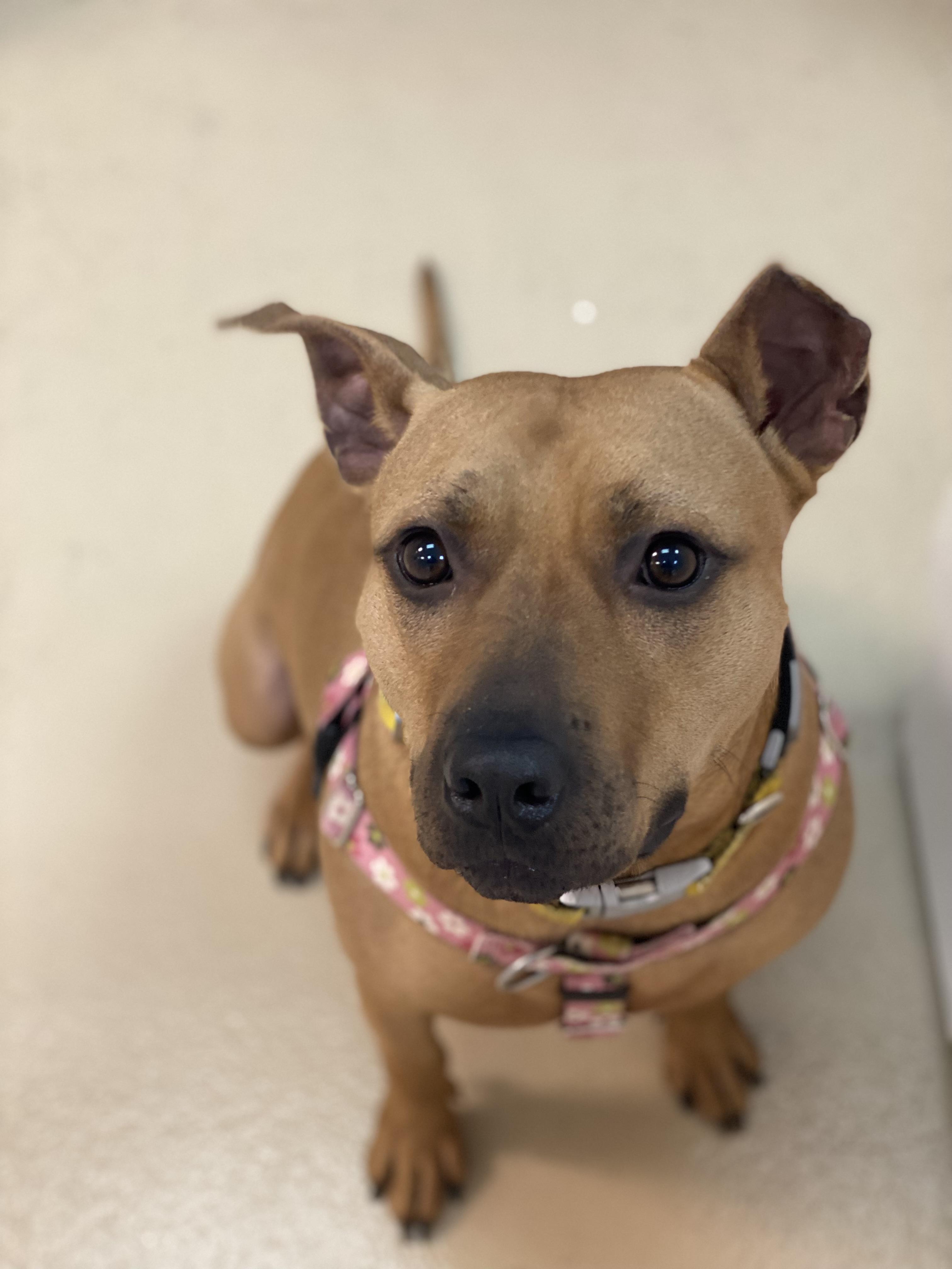 Marilyn, a Adoptable mixed breed in Oceanport, NJ image 1/6