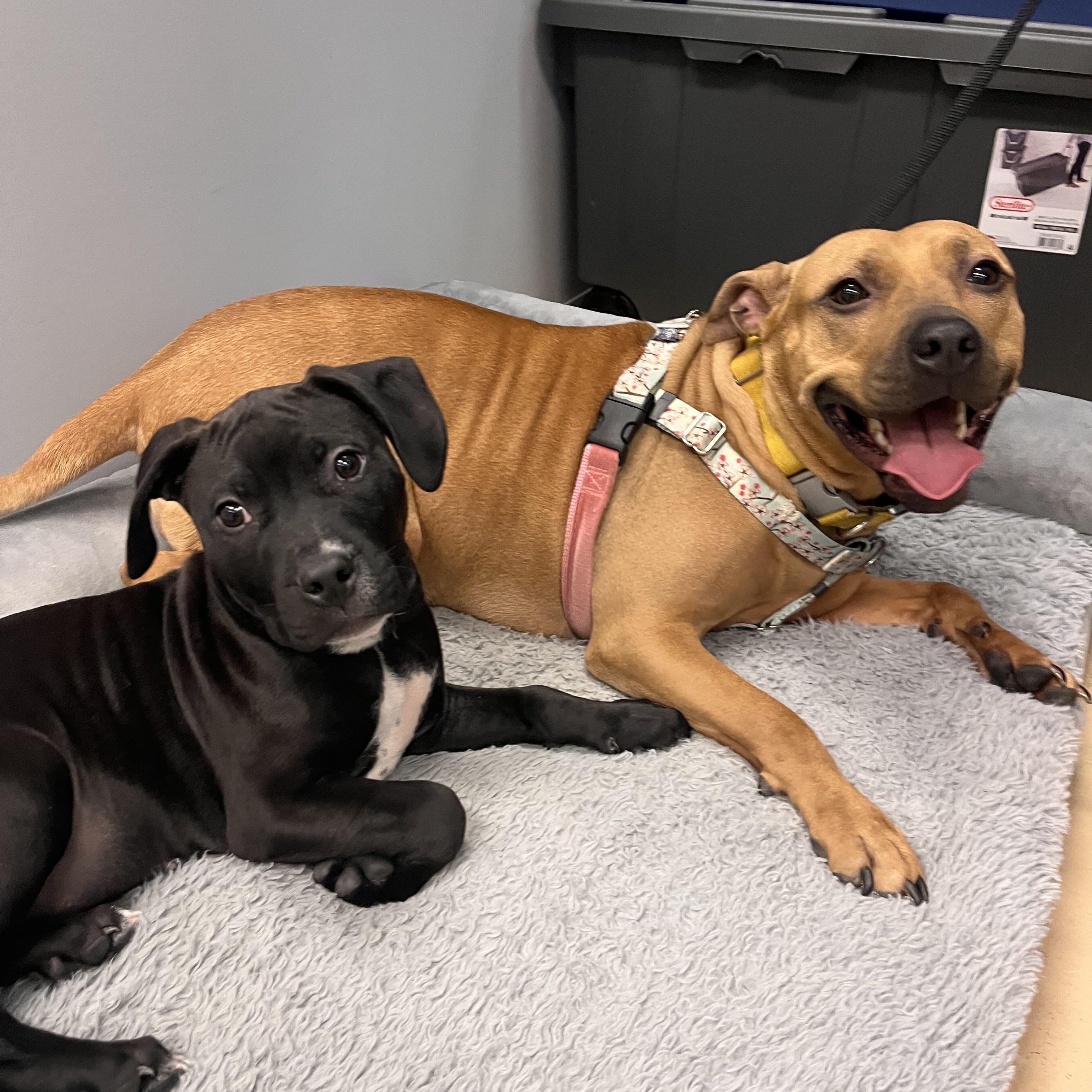 Enlarge Marilyn, a Adoptable mixed breed in Oceanport, NJ image 4/5