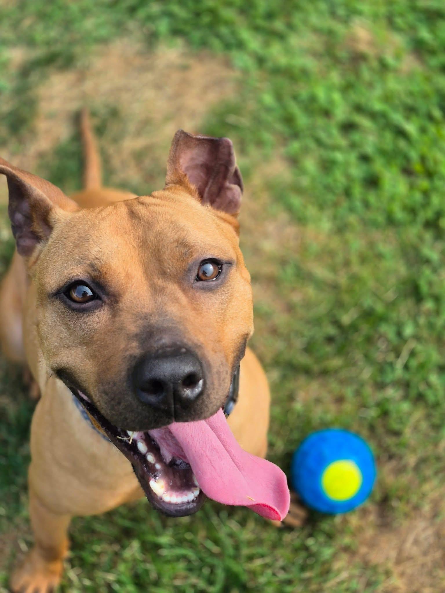 Marilyn, a Adoptable mixed breed in Oceanport, NJ image 5/6