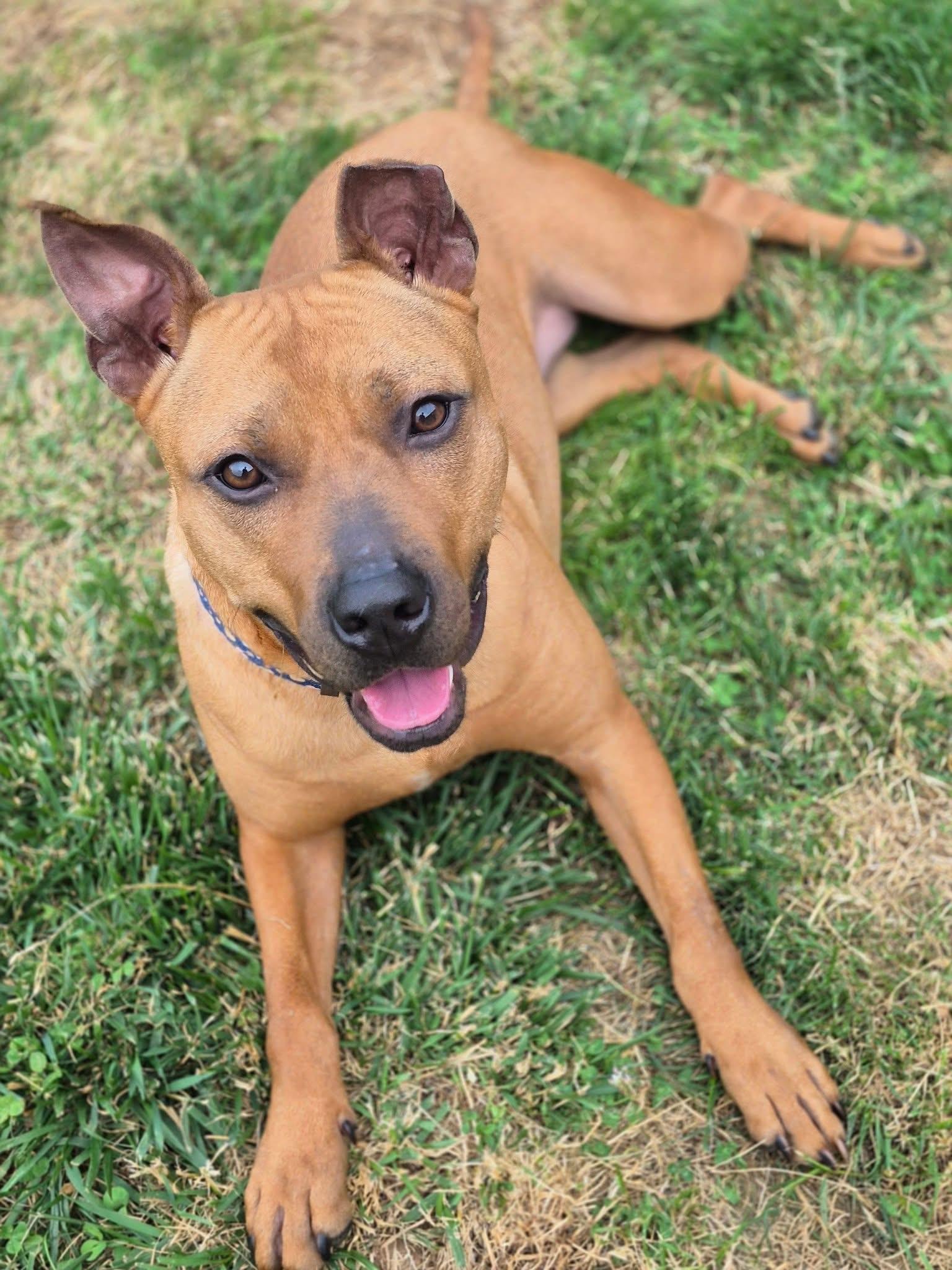 Marilyn, a Adoptable mixed breed in Oceanport, NJ image 6/6