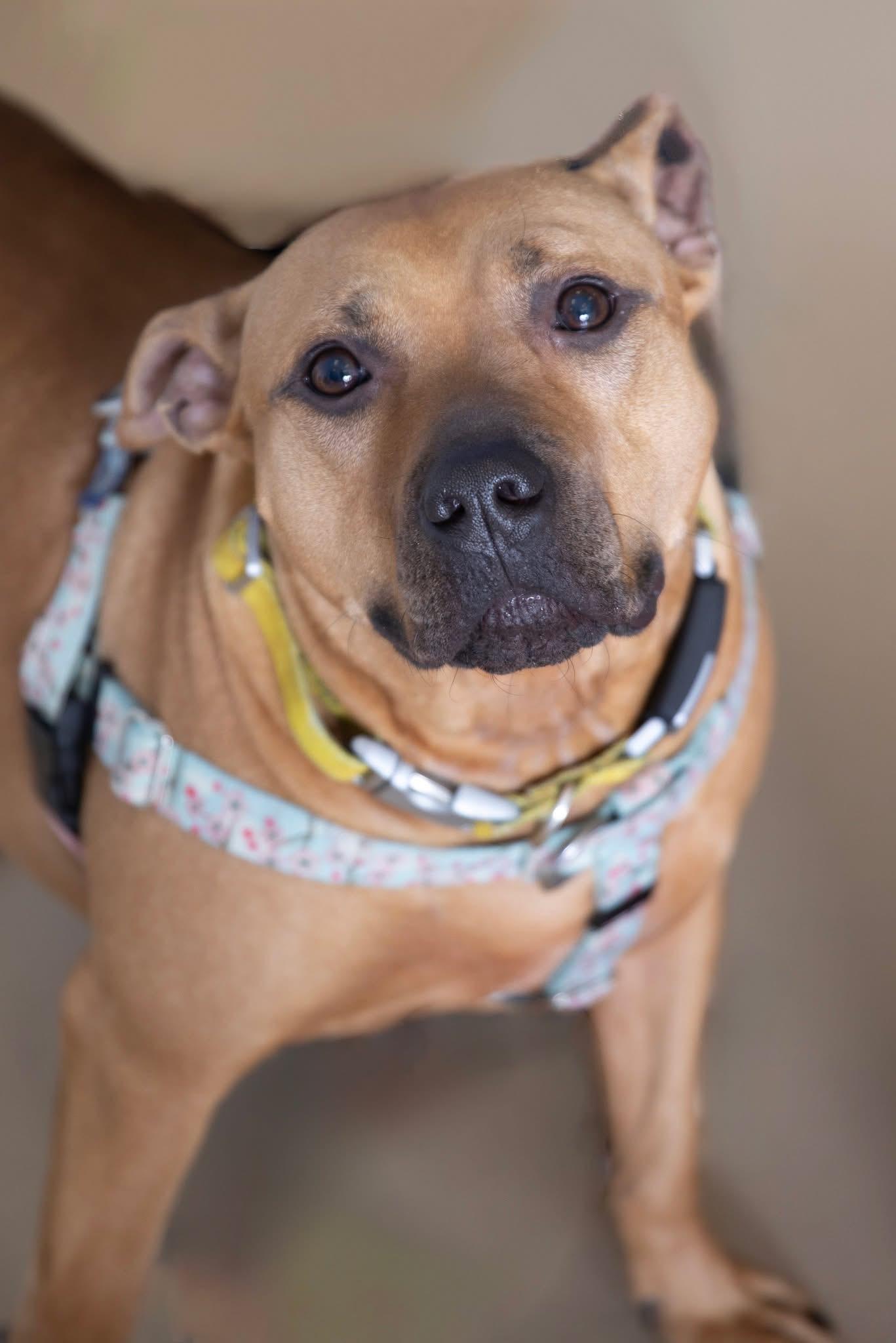 Marilyn, Adoptable, Adult Female American Staffordshire Terrier & Pit Bull Terrier.