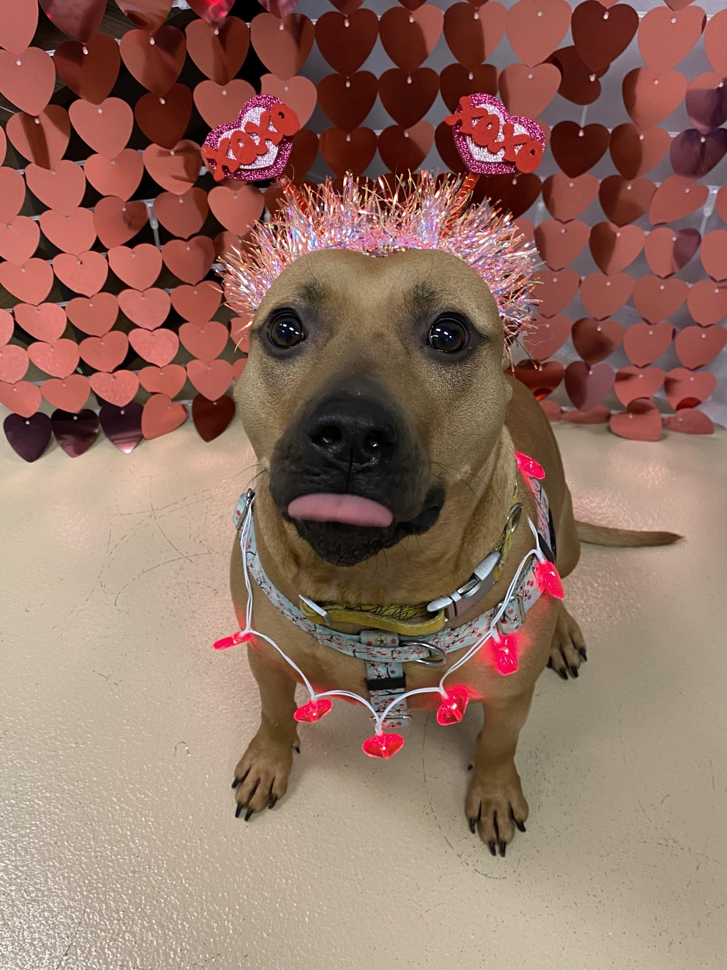 Enlarge Marilyn, a Adoptable mixed breed in Oceanport, NJ image 3/5