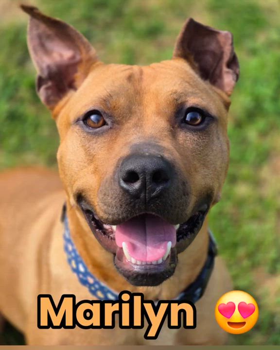 Enlarge Marilyn, a Adoptable mixed breed in Oceanport, NJ video 2/6