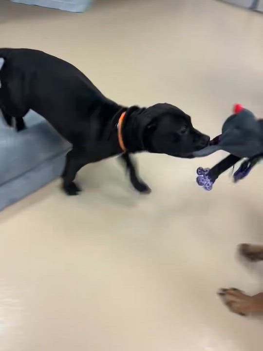 Enlarge Marilyn, a Adoptable mixed breed in Oceanport, NJ video 5/5