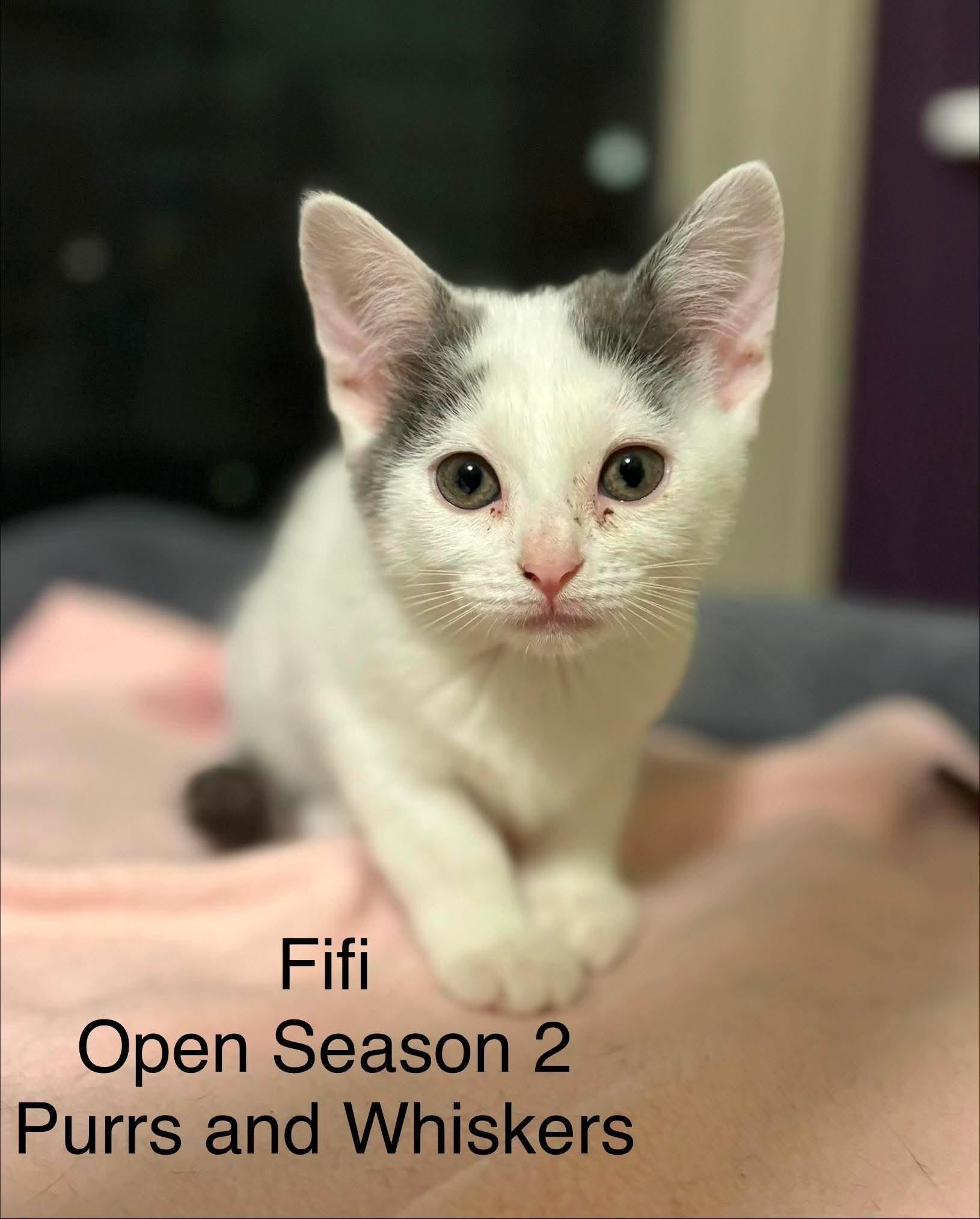 Fifi, ADOPTABLE, Kitten Female Domestic Short Hair.